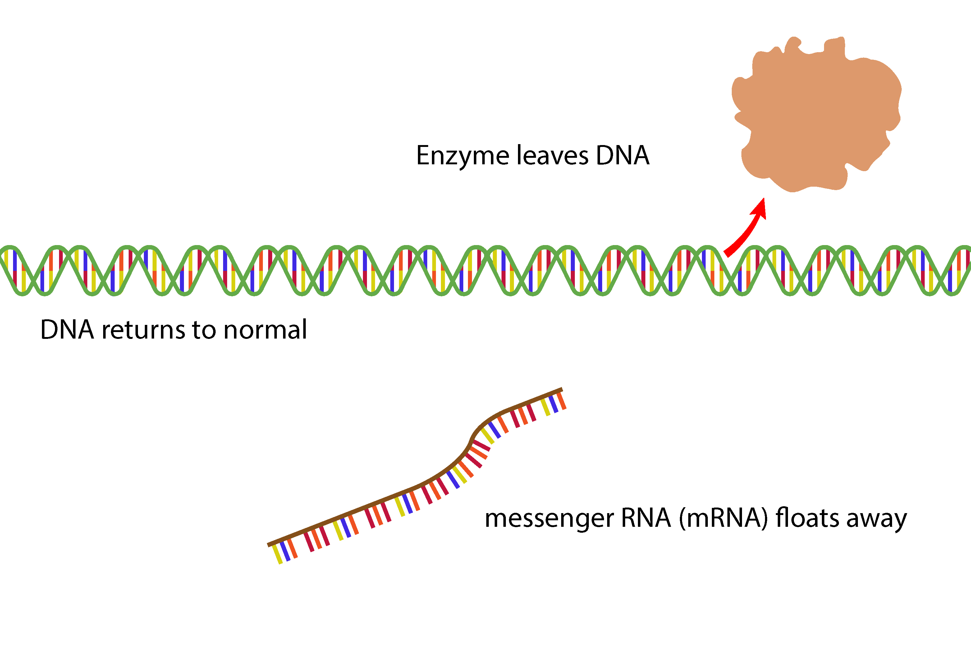 At the end of the gene the enzyme closes the DNA and messenger RNA leaves the DNA